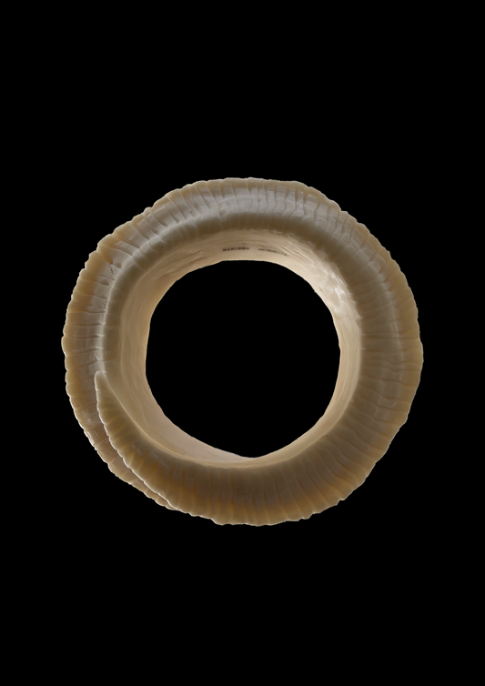 Horn Cuff x Acidsiiia
